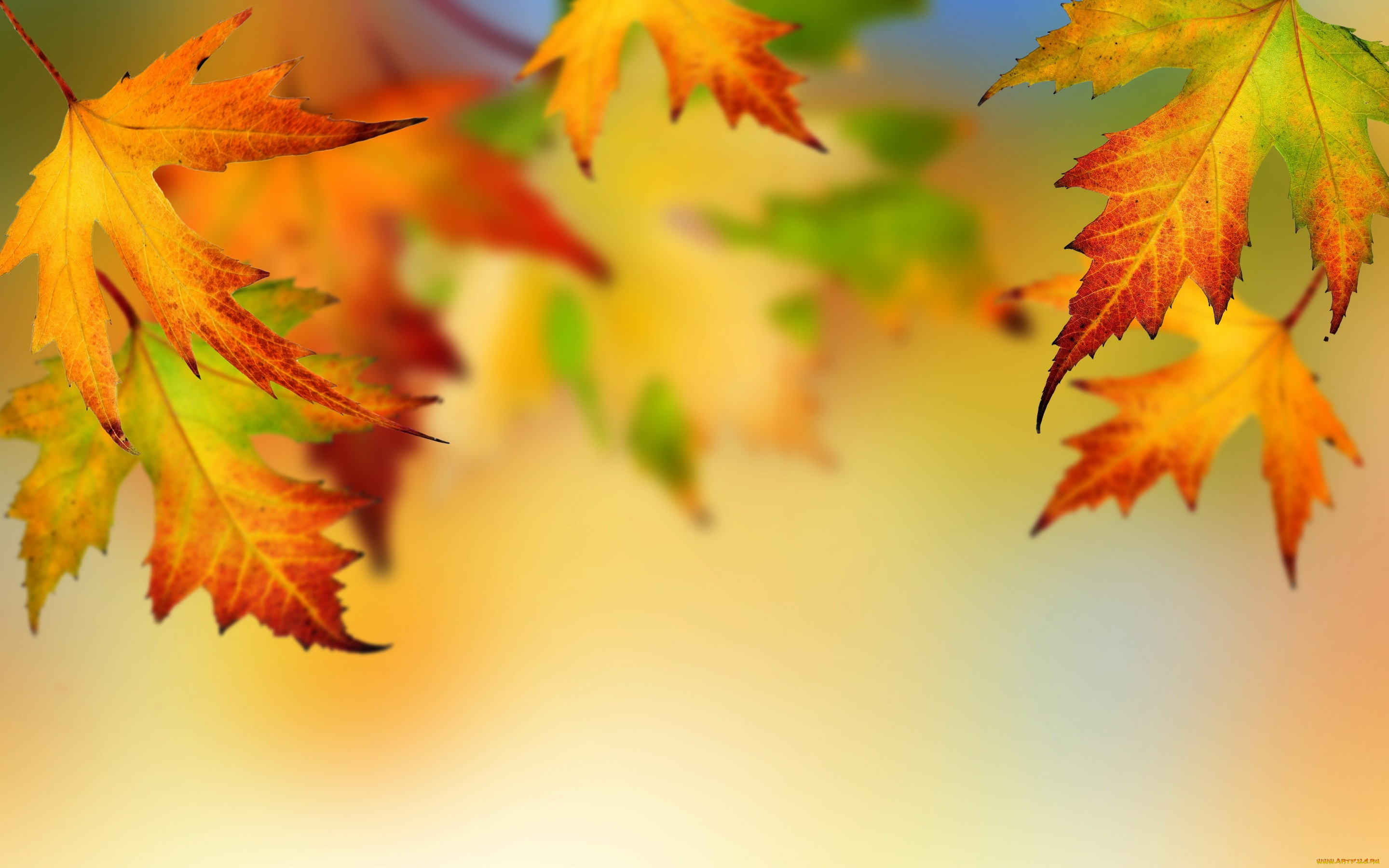 , , autumn, leaves, fall, maple, 